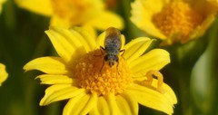Tetropismenus hirtus