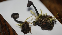 Auriscalpium vulgare