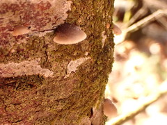 Panellus violaceofulvus