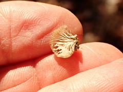 Panellus violaceofulvus