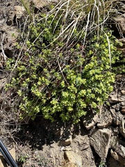 Tithymalus
