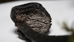 Auriscalpium vulgare
