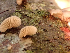 Panellus violaceofulvus
