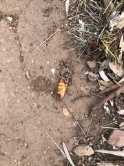 Abantiades atripalpis