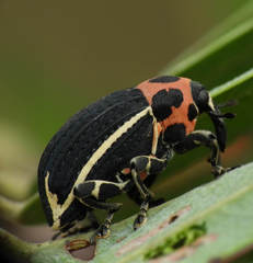 Neodiplogrammus quadrivittatus