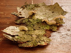 Panellus violaceofulvus