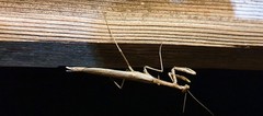 Coenomantis kraussiana