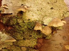 Panellus violaceofulvus