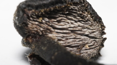 Auriscalpium vulgare