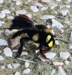 Xylocopa cyanea