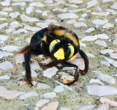 Xylocopa cyanea