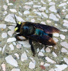 Xylocopa cyanea