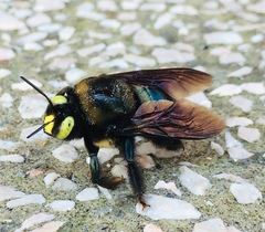 Xylocopa cyanea