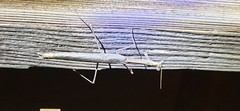 Coenomantis kraussiana