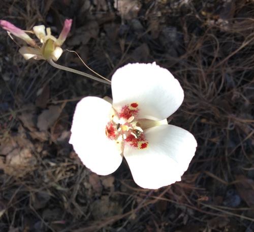 iNaturalist observation photo of Butterfly Mariposa Lily
