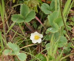 Fragaria virginiana platypetala