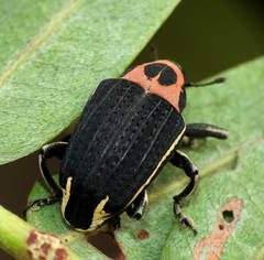 Neodiplogrammus quadrivittatus