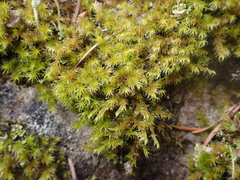 Racomitrium varium
