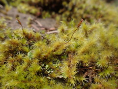 Racomitrium varium