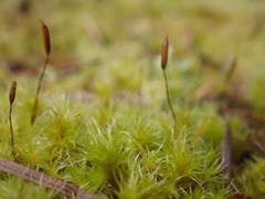 Racomitrium varium