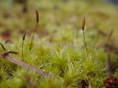 Racomitrium varium