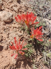 Castilleja scabrida