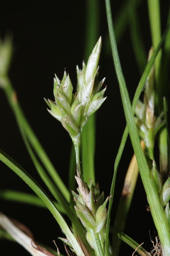 Image of Carex austrodeflexa by (c) Scott Ward, some rights reserved (CC BY)