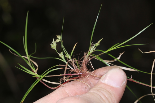 Image of Carex austrodeflexa by (c) Scott Ward, some rights reserved (CC BY)