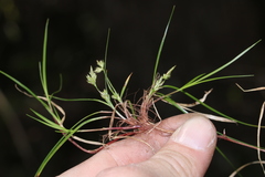 Carex austrodeflexa