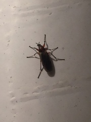 Bibio articulatus