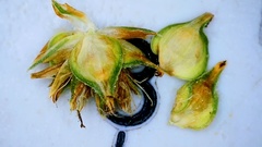 Carex fissa