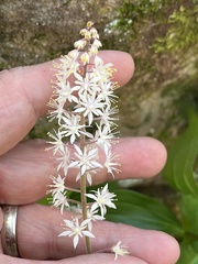 Tiarella wherryi