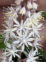 Tiarella wherryi