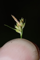 Carex austrodeflexa