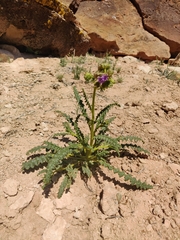Phacelia corrugata