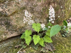 Tiarella wherryi