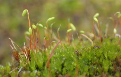 Ptychostomum pallens