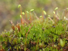 Ptychostomum pallens