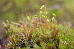 Ptychostomum pallens