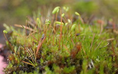 Ptychostomum pallens