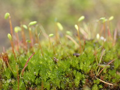 Ptychostomum pallens