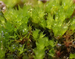 Ptychostomum pallens