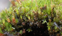 Ptychostomum pallens