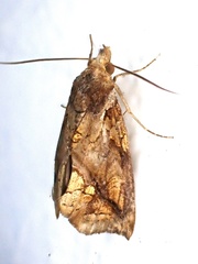 Plusiodonta coelonota