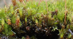 Ptychostomum pallens