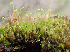 Ptychostomum pallens