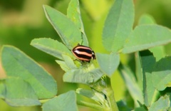 Paranaemia vittigera