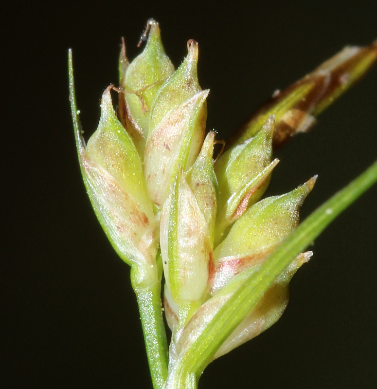 Image of Carex austrodeflexa by (c) Scott Ward, some rights reserved (CC BY)