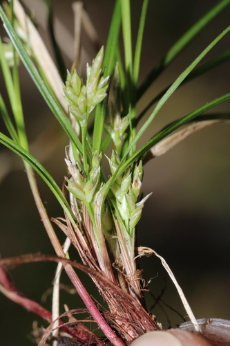 Image of Carex austrodeflexa by (c) Scott Ward, some rights reserved (CC BY)