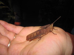 Colpolopha latipennis